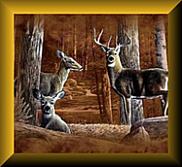 V-Archery websites and forums